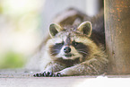 raccoon