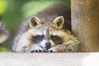 raccoon