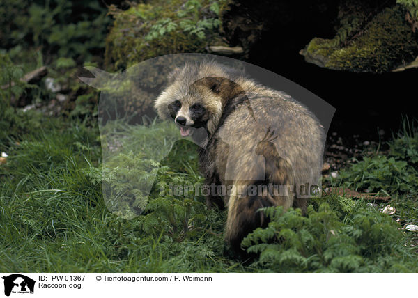 Marderhund / Raccoon dog / PW-01367