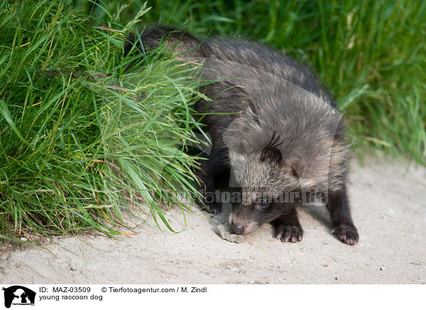 junger Marderhund / young raccoon dog / MAZ-03509