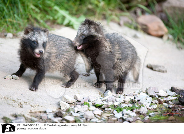 junge Marderhunde / young raccoon dogs / MAZ-03515