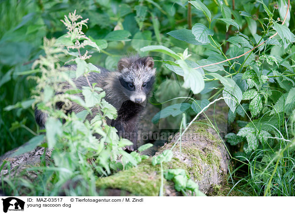 junger Marderhund / young raccoon dog / MAZ-03517