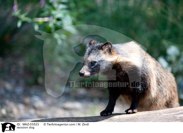 Marderhund / raccoon dog / MAZ-03523