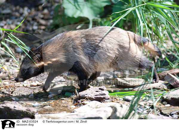 Marderhund / raccoon dog / MAZ-03524