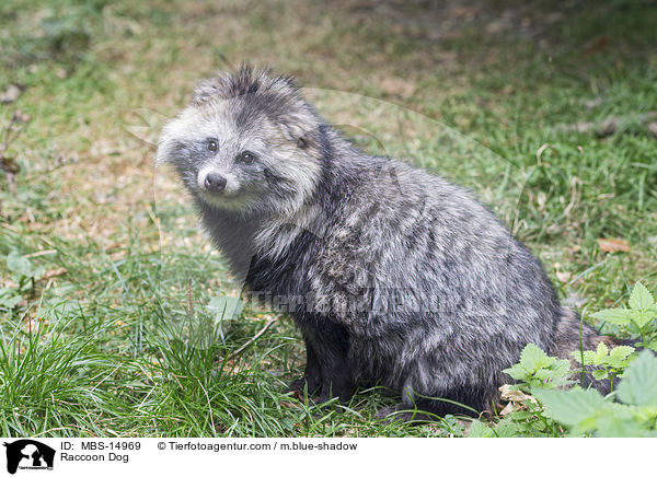Raccoon Dog / MBS-14969