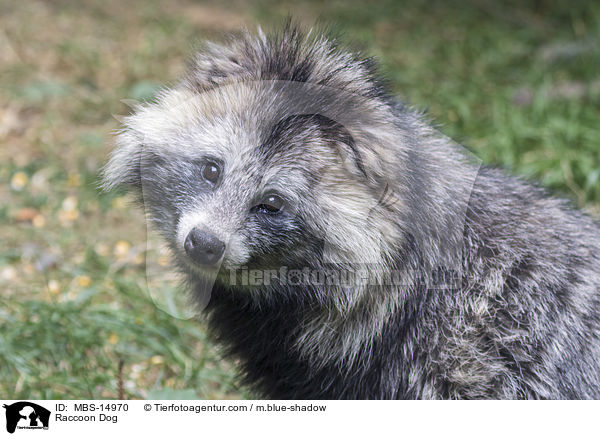 Raccoon Dog / MBS-14970