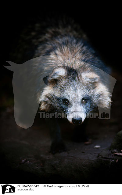 raccoon dog / MAZ-05542