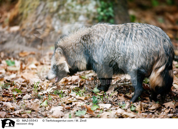 raccoon dog / MAZ-05543