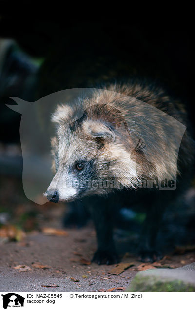 raccoon dog / MAZ-05545
