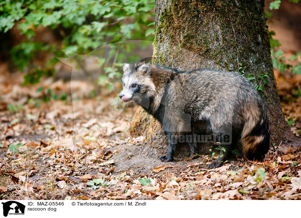 raccoon dog / MAZ-05546
