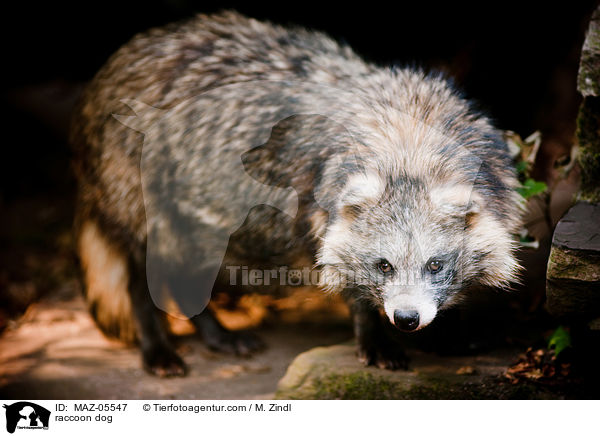 raccoon dog / MAZ-05547