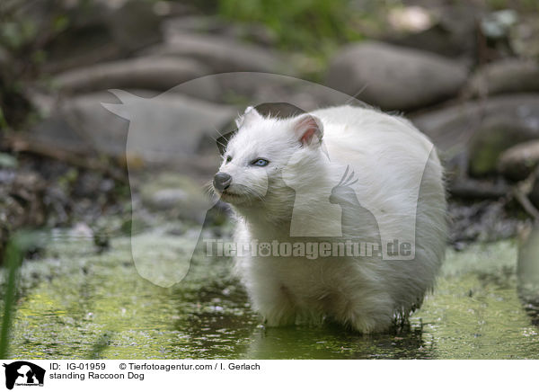 standing Raccoon Dog / IG-01959