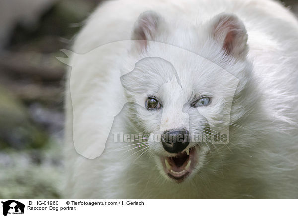 Marderhund Portrait / Raccoon Dog portrait / IG-01960