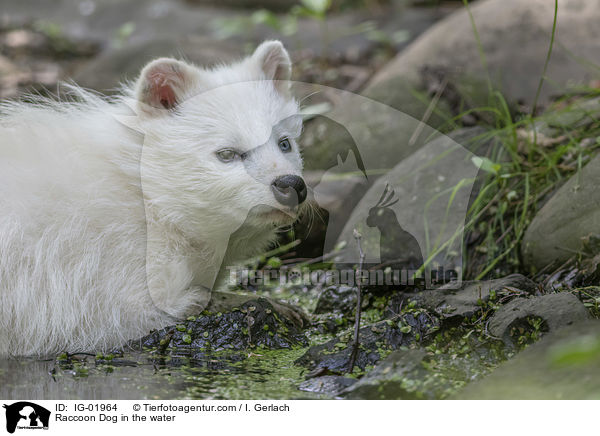 Marderhund im Wasser / Raccoon Dog in the water / IG-01964