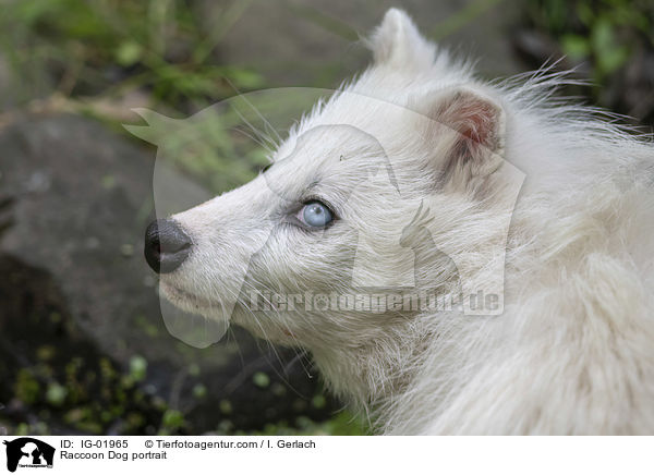 Marderhund Portrait / Raccoon Dog portrait / IG-01965