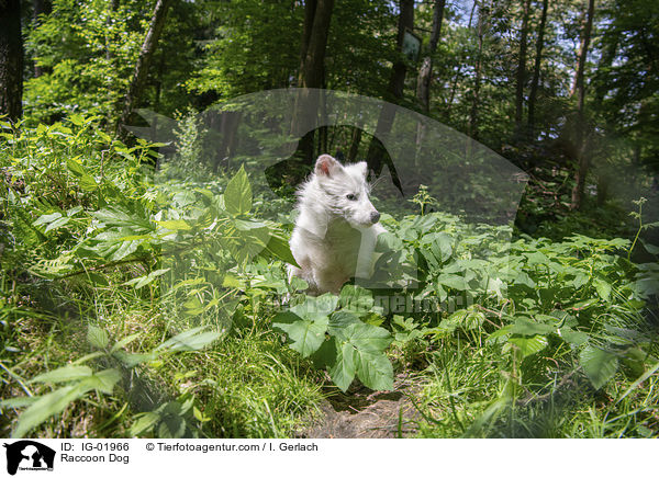 Marderhund / Raccoon Dog / IG-01966