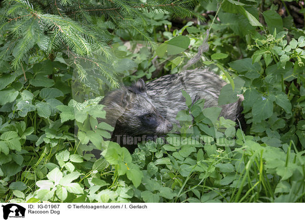 Marderhund / Raccoon Dog / IG-01967