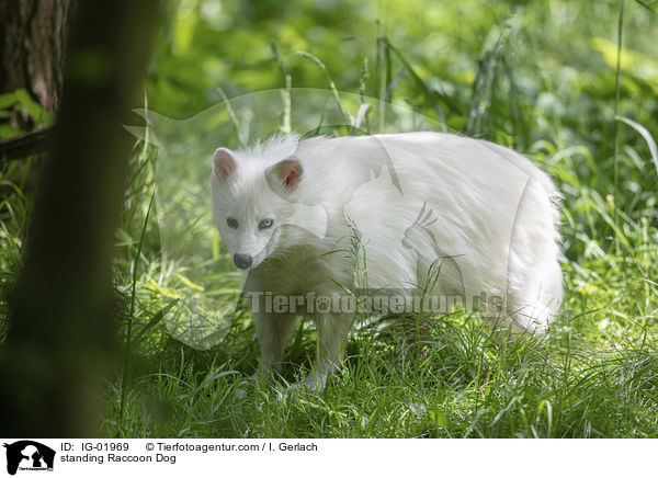 stehender Marderhund / standing Raccoon Dog / IG-01969