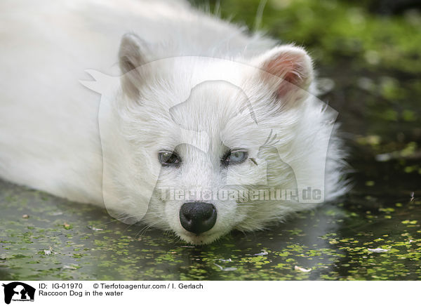 Marderhund im Wasser / Raccoon Dog in the water / IG-01970