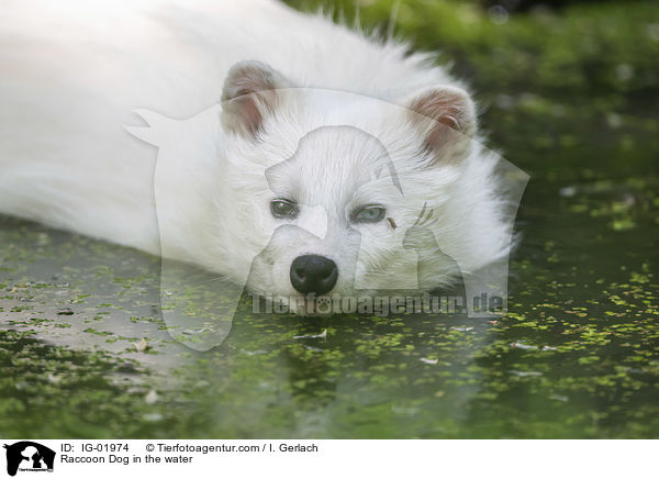 Marderhund im Wasser / Raccoon Dog in the water / IG-01974