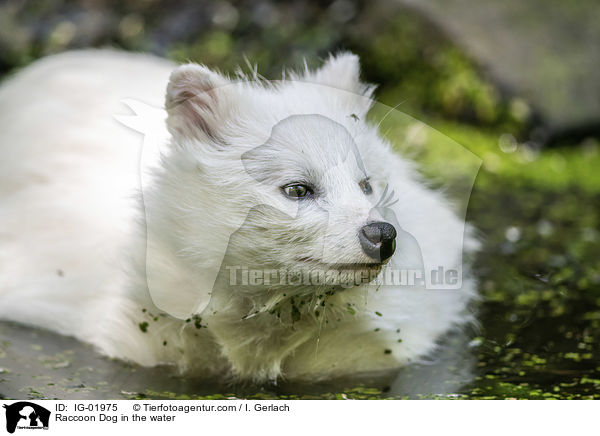 Marderhund im Wasser / Raccoon Dog in the water / IG-01975