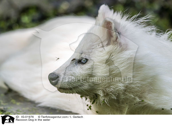 Marderhund im Wasser / Raccoon Dog in the water / IG-01976