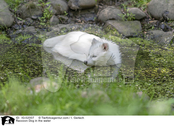 Marderhund im Wasser / Raccoon Dog in the water / IG-02007