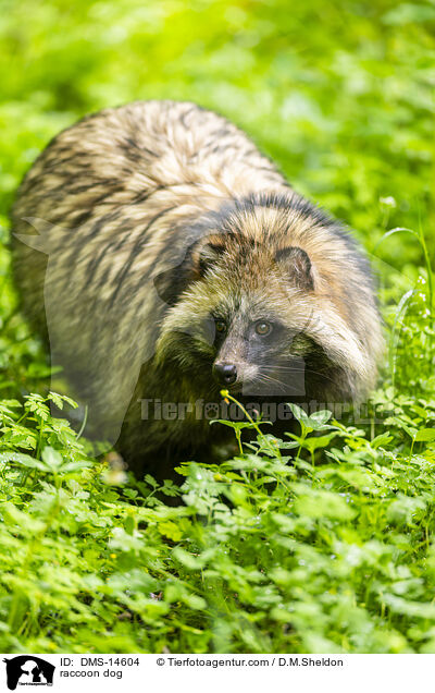 Marderhund / raccoon dog / DMS-14604