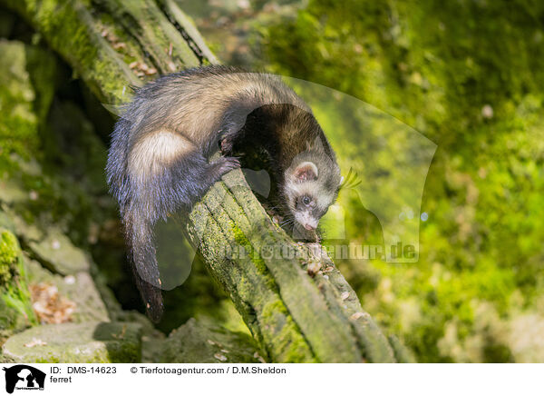 Frettchen / ferret / DMS-14623