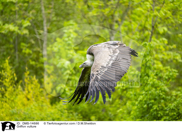 Griffon vulture / DMS-14686