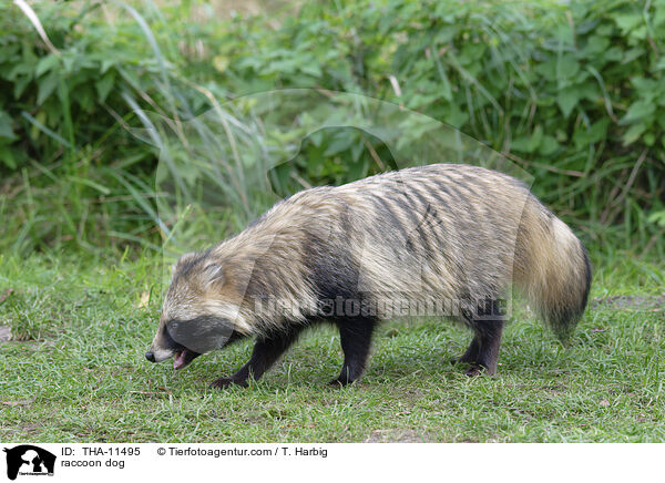 Marderhund / raccoon dog / THA-11495