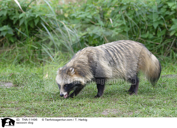 Marderhund / raccoon dog / THA-11496