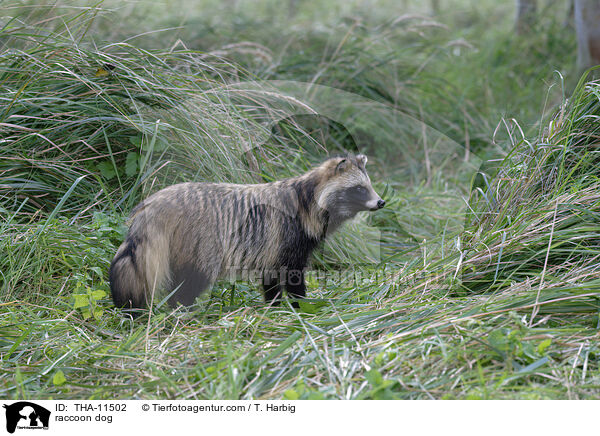 Marderhund / raccoon dog / THA-11502