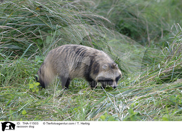 Marderhund / raccoon dog / THA-11503