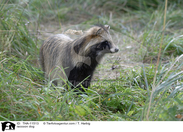 Marderhund / raccoon dog / THA-11513