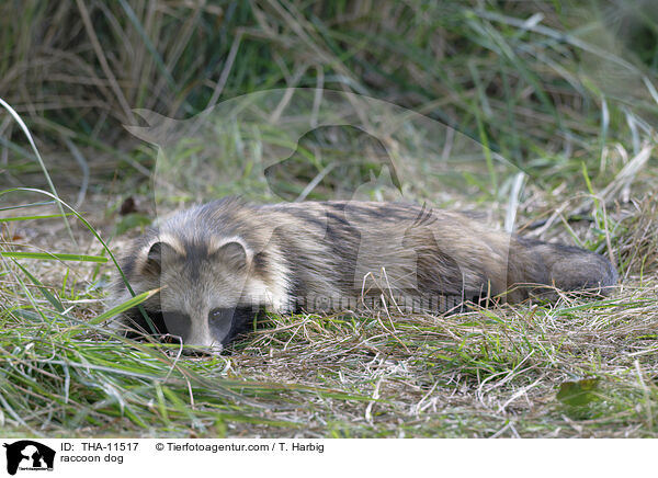 Marderhund / raccoon dog / THA-11517
