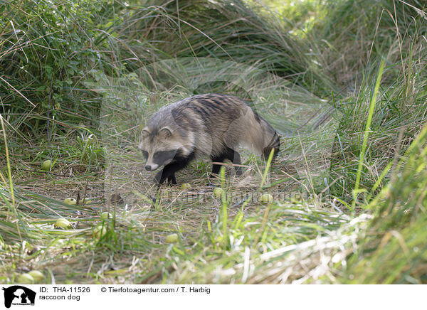 Marderhund / raccoon dog / THA-11526