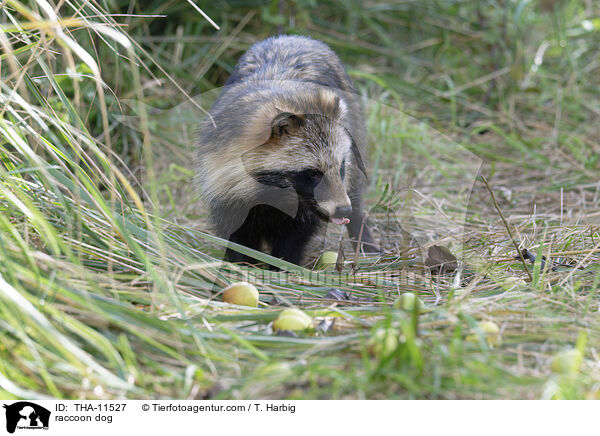 Marderhund / raccoon dog / THA-11527