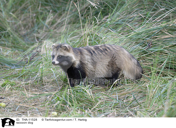 Marderhund / raccoon dog / THA-11528