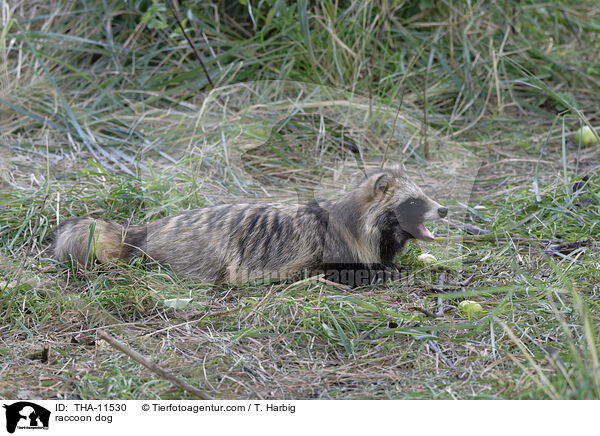 Marderhund / raccoon dog / THA-11530