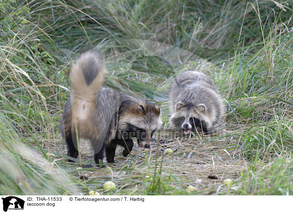 Marderhund / raccoon dog / THA-11533