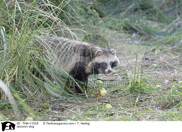 Marderhund / raccoon dog / THA-11535