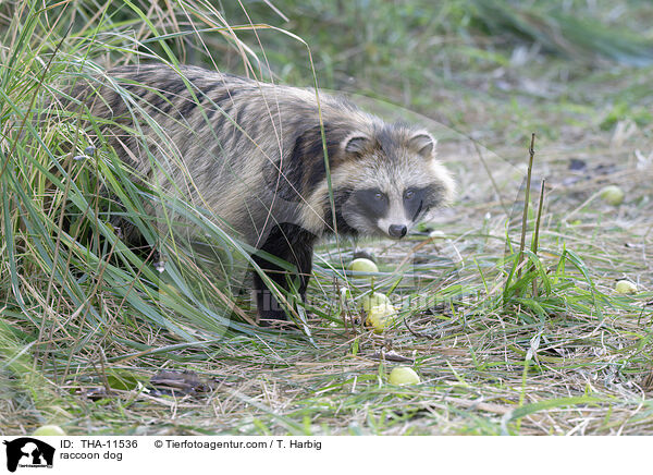 Marderhund / raccoon dog / THA-11536