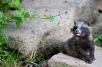 young raccoon dog