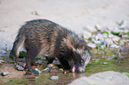 young raccoon dog