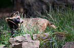 raccoon dog