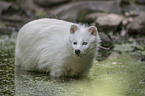 Raccoon Dog in the water