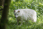 standing Raccoon Dog