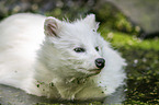 Raccoon Dog in the water