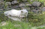 Raccoon Dog in the water